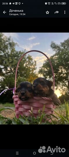Щенки Йорка-Бивер