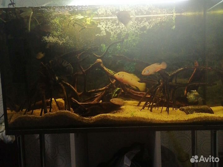 Аквариум