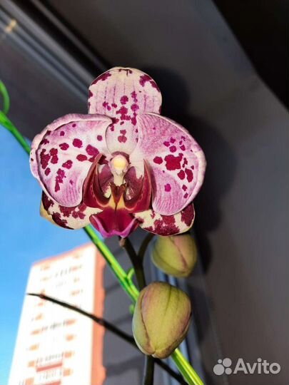 Орхидея фаленопсис