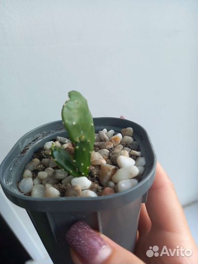 Кактус опунция