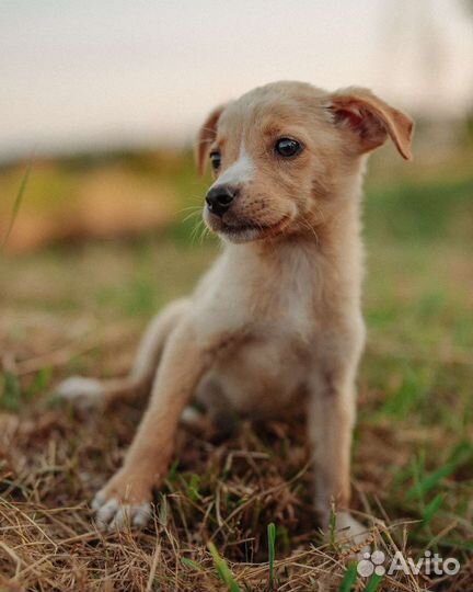 Щенок в добрые руки