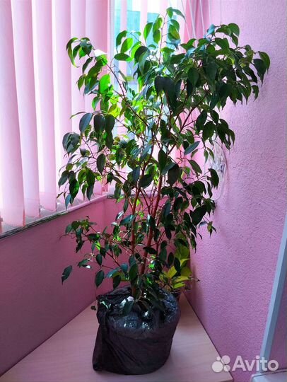 Фикус Бенджамина большой