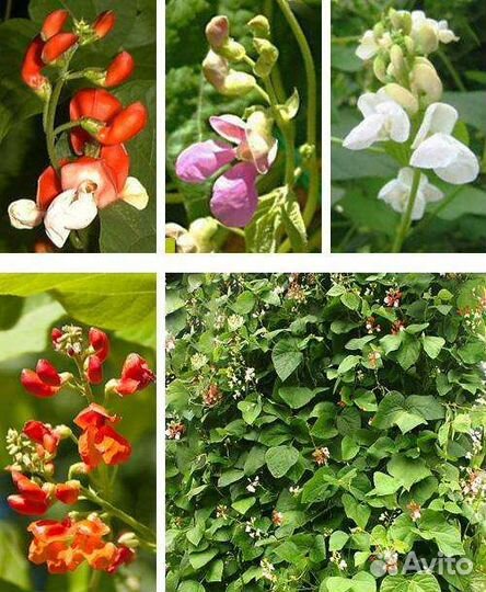 Семена растений для вертикального озеленения