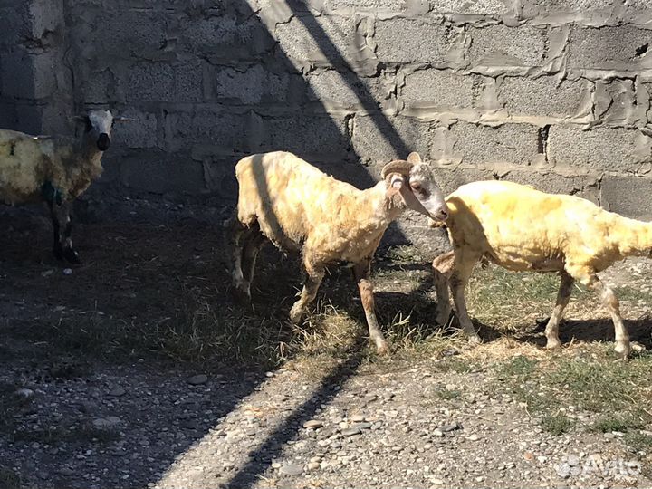 Овцы бараны ягнята