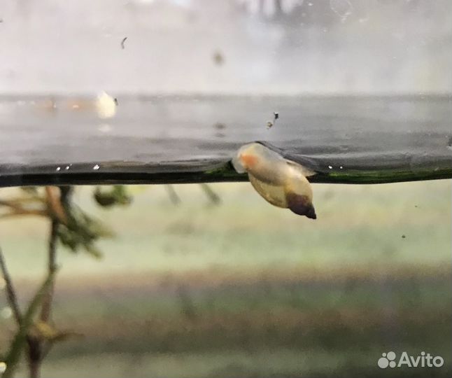 Улитка покемон (аквариум)