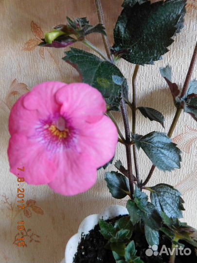 Ахименесы сортовые