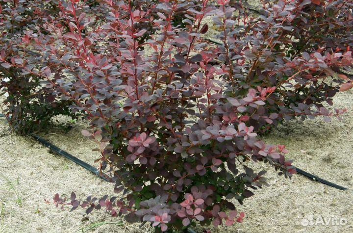 Саженцы барбарис Оттавский