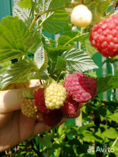 Саженцы малины