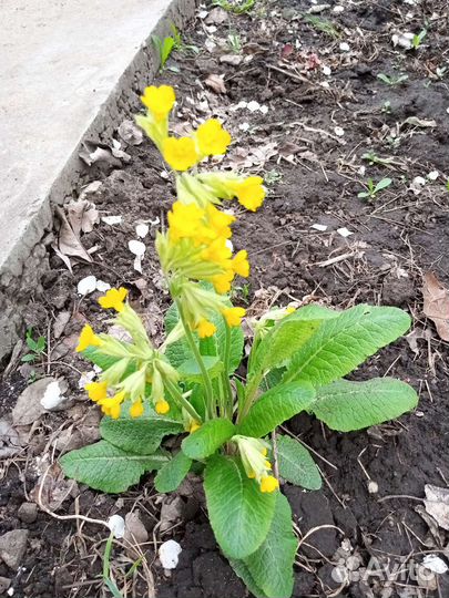 Многолетние растения для сада