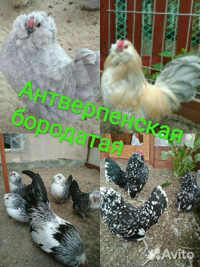 Ия Шабо, Антверпенская декоративные мини куры