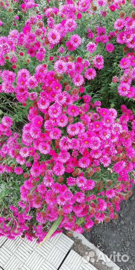 Сентябринки