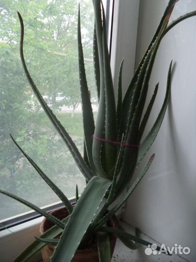 Комнатные цветы