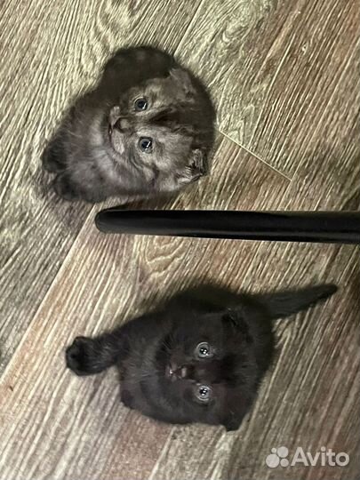 Котята от шотландской вислоухой