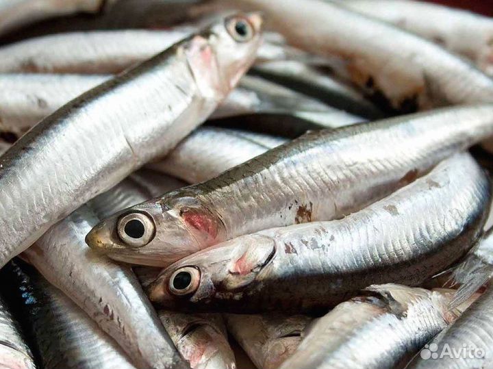 Готовая франшиза рыбного магазина под ключ