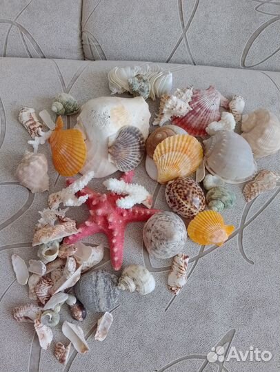 Ракушки для аквариума