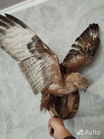 Чучело птицы