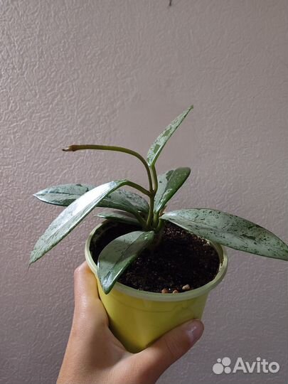 Хойя вилбур грейвс