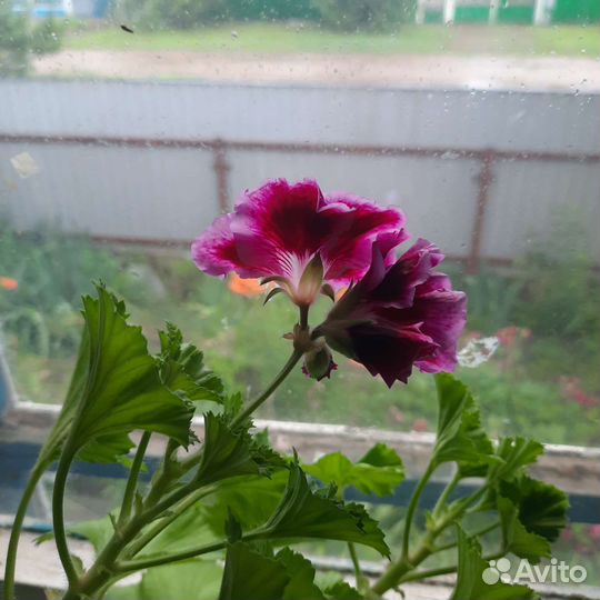 Герань пеларгония