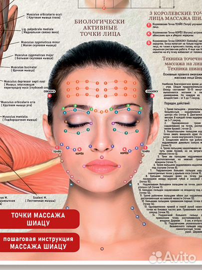 Постер по массажу лица 70х50см