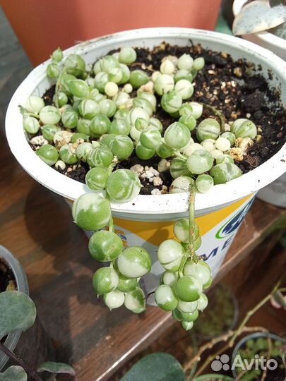 Крестовик раули вариегатный