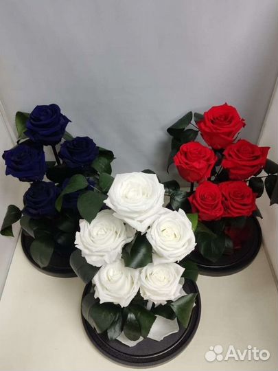 Розы оптом