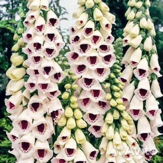 Наперстянка