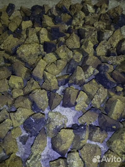 Чага березовая от сборщика