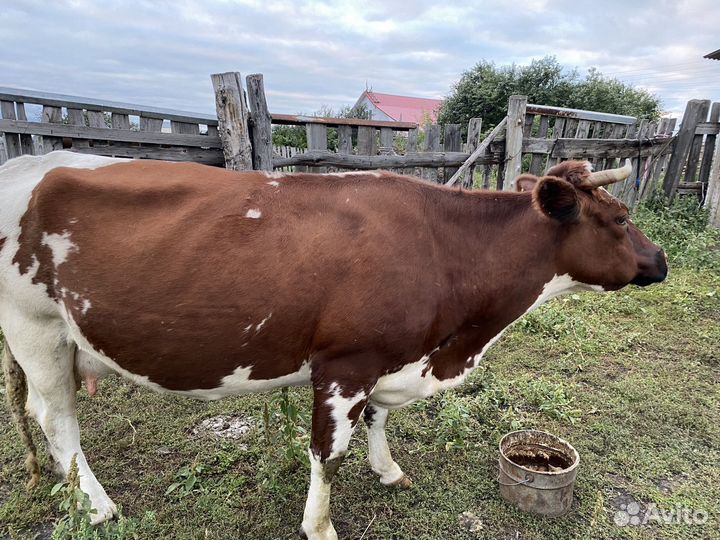 Корова дойная, 5 отелов