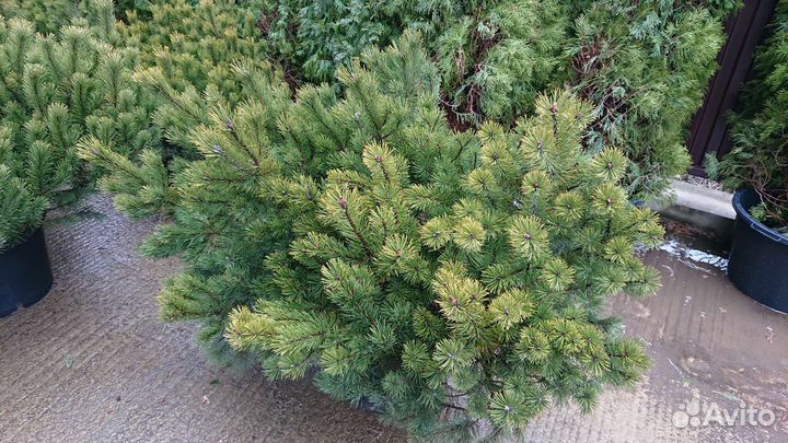 Сосна горная Пумилио