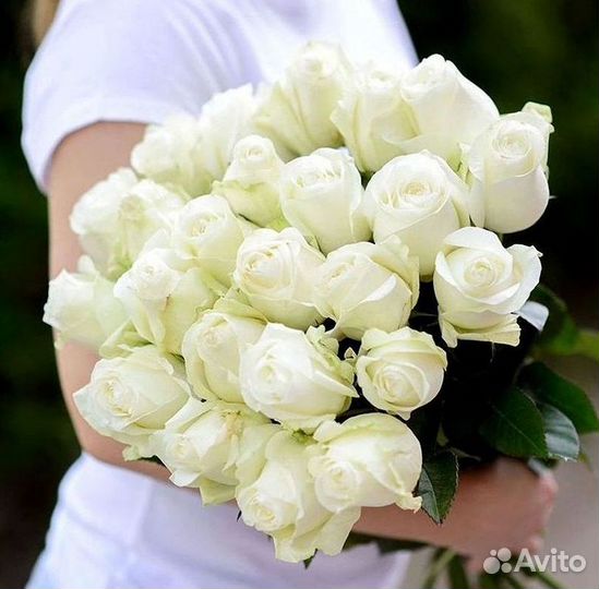 101 роза цветы букеты доставка 25 51 101 роза