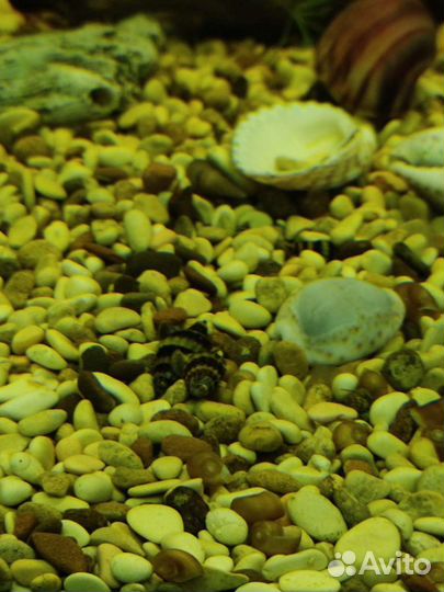 Улитка Хелена