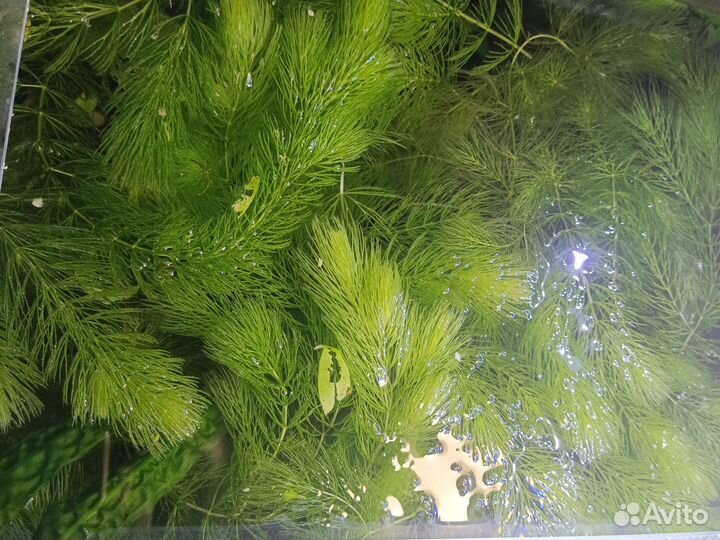 Аквариумное растение лимонник,криптокорина