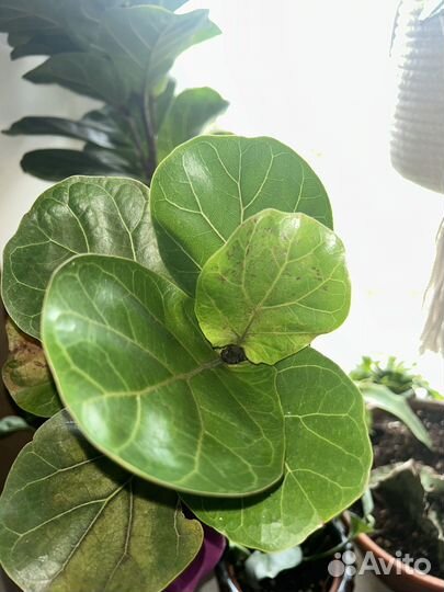 Фикус лирата бамбино