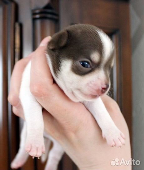 Чихуахуа щенки и под резерв