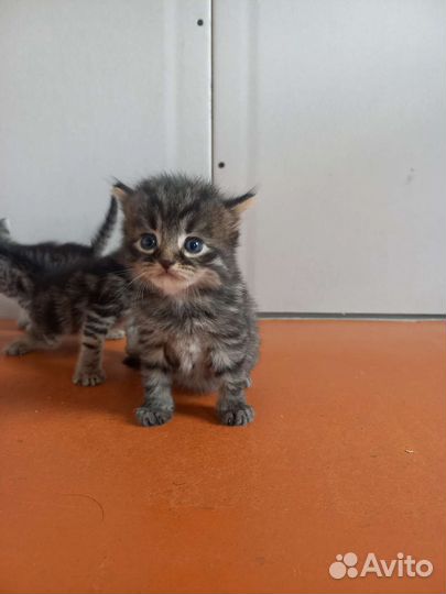Котята от шотландской прямоухой