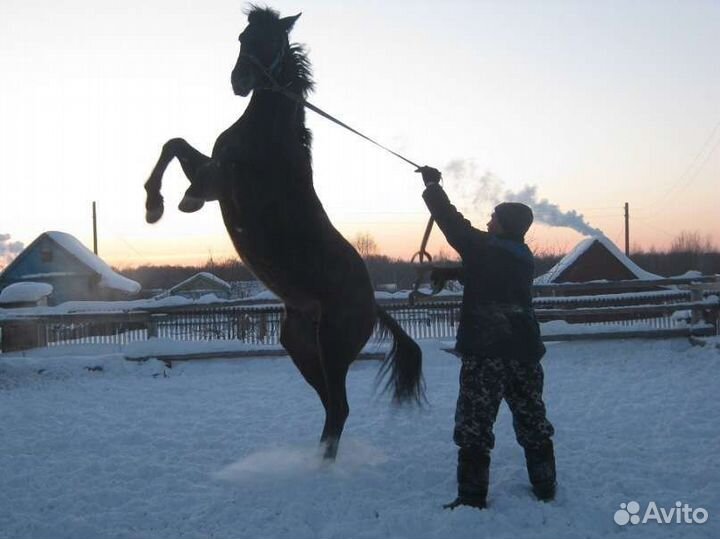 Жеребцы на случку