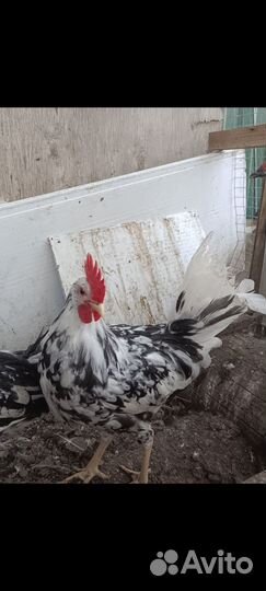 Петухи Леггорн Далматинец