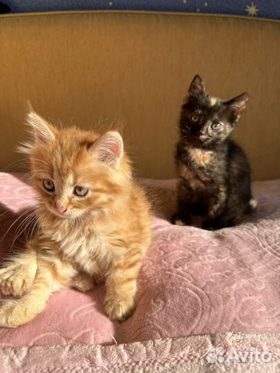 Котики бесплатно