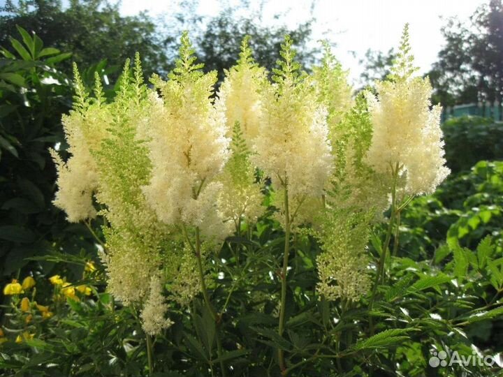 Астильба белая, розовая