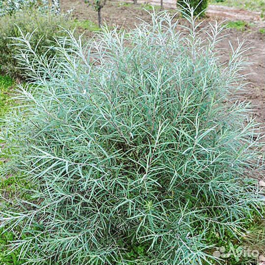 Ива пурпурная «Нана» - саженцы зкс, Сады Урала