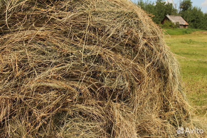 Отдам бесплатно сено