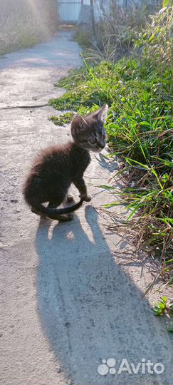 Кошка крысоловка в добрые руки