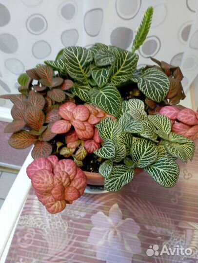 Фиттония,эписция