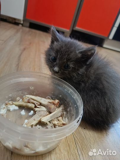 Котята в дар