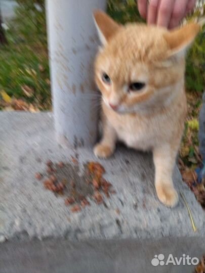 Кошка в дар бесплатно