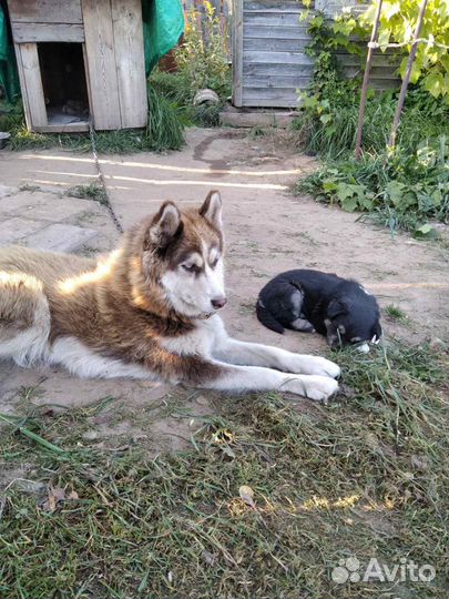 Хаски метис