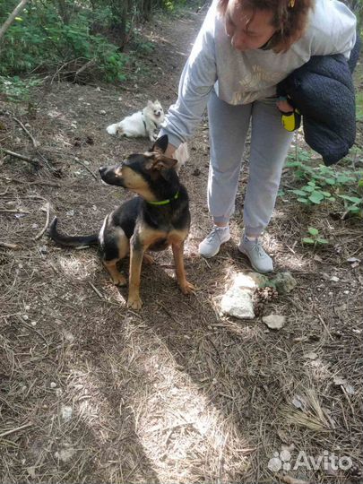 Собаке нужен дом