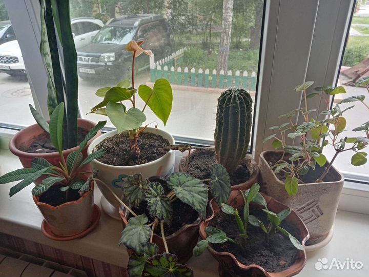 Цветы в керамических горшках