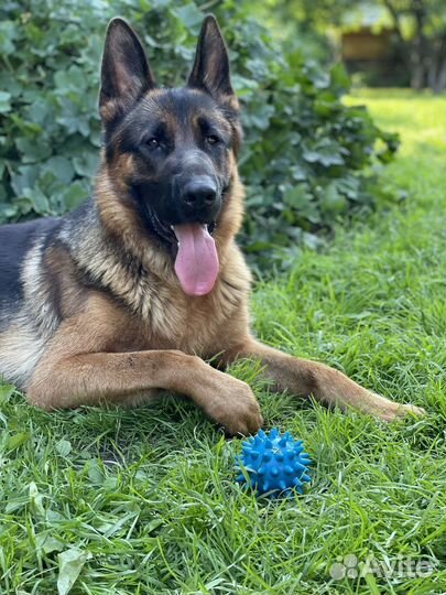 Немецкая овчарка кобель для вязки