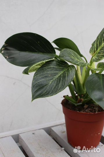 Филодендрон Birkin